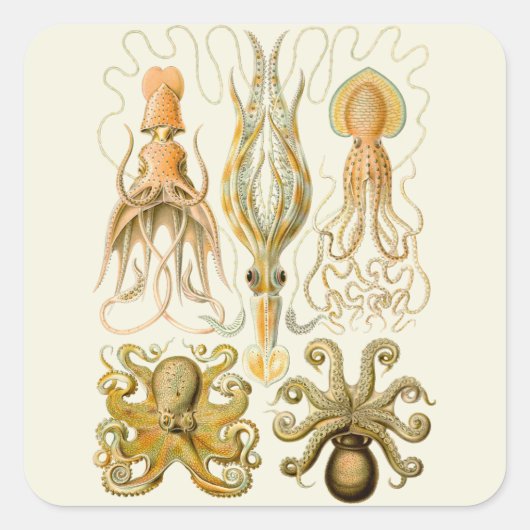 Cephalopoda octopus inktvis mariene Natuur Vierkante Sticker (Voorkant)