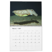 Cephalopoden zijn 'Cool Calendar' Kalender (Feb 2027)