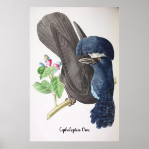 Cephaloptere Orne - Vogels van Brazilië Poster