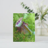 Cephalotus Briefkaart (Staand voorkant)