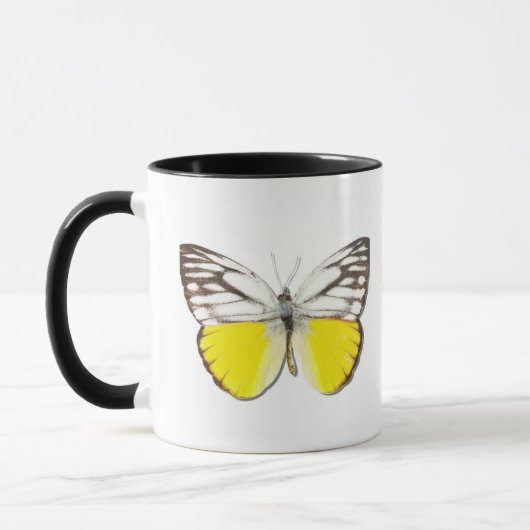 Cepora aspasia mok (Links)