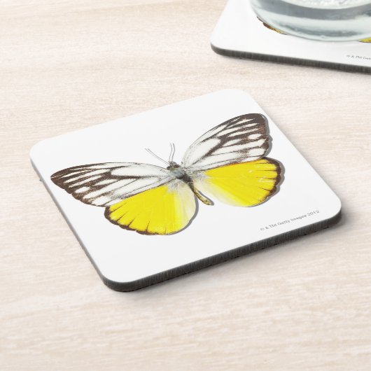 Cepora aspasia onderzetter (Linkerzijde)