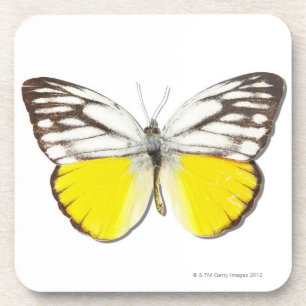 Cepora aspasia onderzetter