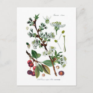 Cerasus vulgaris (Cherry) Briefkaart