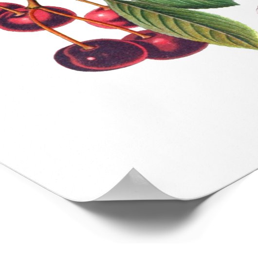 Cerasus vulgaris (Cherry) Poster (Hoek)