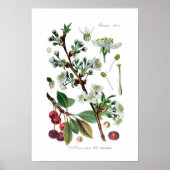 Cerasus vulgaris (Cherry) Poster (Voorkant)