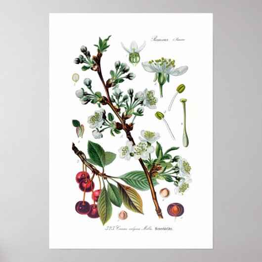 Cerasus vulgaris (Cherry) Poster (Voorkant)