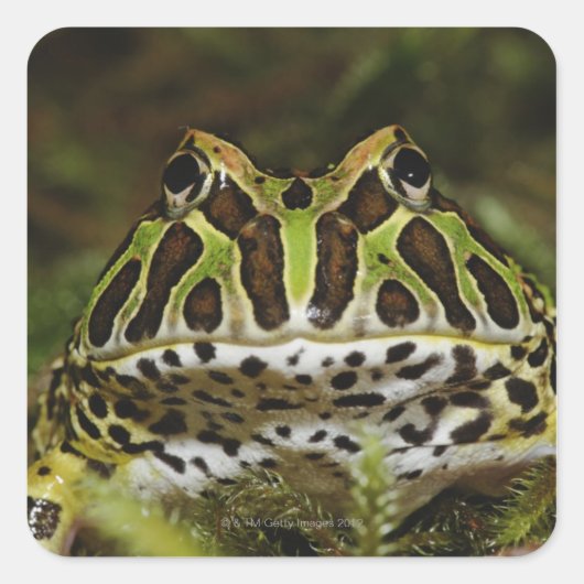 Ceratophrys carwelli vierkante sticker (Voorkant)
