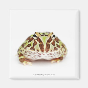 Ceratophrys Cranwelli, Cranwell's Horned Frog Magneet