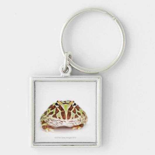 Ceratophrys Cranwelli, Cranwell's Horned Frog Sleutelhanger (Voorkant)