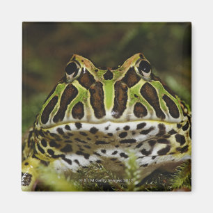 Ceratophrys cranwelli magneet