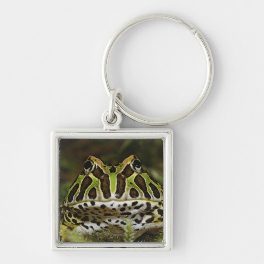Ceratophrys cranwelli sleutelhanger (Voorkant)
