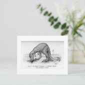 Ceratosaurus art briefkaart (Staand voorkant)