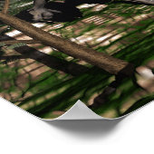 Ceratosaurus dinosaur - 3D rendering Poster (Hoek)