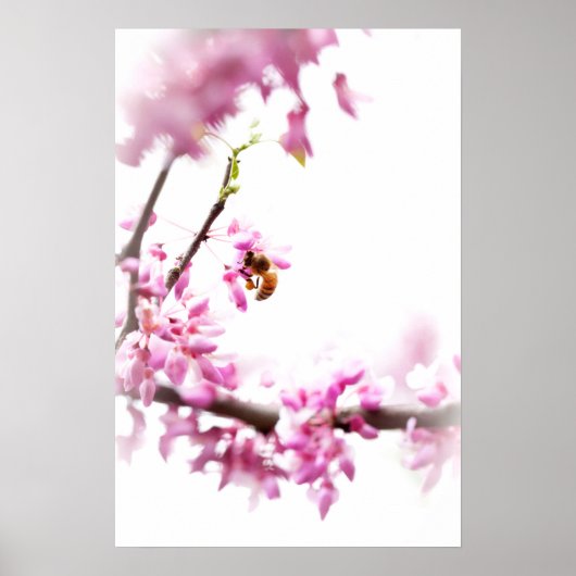 Cercis en honingbij in de lente poster (Voorkant)