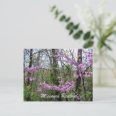 Cercis Missouri  Ansichtkaart Briefkaart (Staand voorkant)