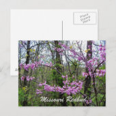 Cercis Missouri  Ansichtkaart Briefkaart (Voorkant / Achterkant)