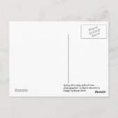 Cercis Missouri  Ansichtkaart Briefkaart (Achterkant)