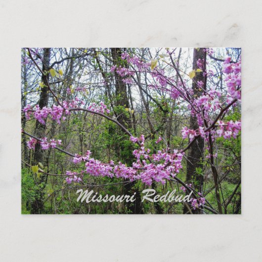 Cercis Missouri  Ansichtkaart Briefkaart (Voorkant)