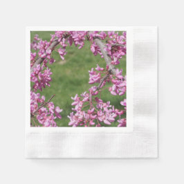 Cercis Servet