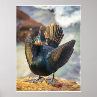 Ceremony of the Sea: Cormorant in Display Poster