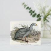 Cereopsis Goose door Elizabeth Gould Briefkaart (Staand voorkant)