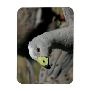 Cereopsis novaehollandiae of Cape Barren Goose Magneet