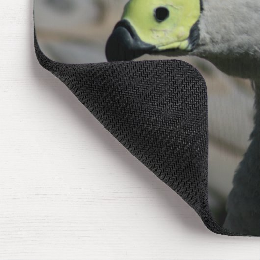 Cereopsis novaehollandiae of Cape Barren Goose Muismat (Hoek)