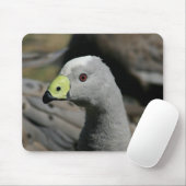 Cereopsis novaehollandiae of Cape Barren Goose Muismat (Met muis)