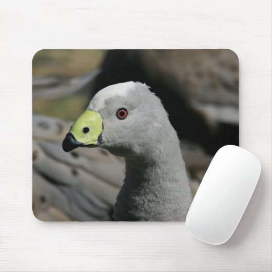 Cereopsis novaehollandiae of Cape Barren Goose Muismat (Met muis)