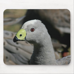 Cereopsis novaehollandiae of Cape Barren Goose Muismat