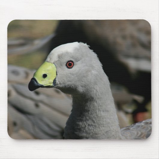 Cereopsis novaehollandiae of Cape Barren Goose Muismat (Voorkant)