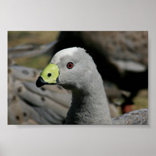 Cereopsis novaehollandiae of Cape Barren Goose Poster