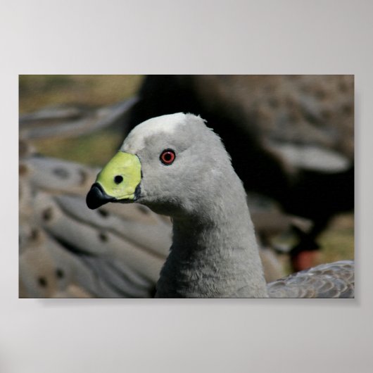 Cereopsis novaehollandiae of Cape Barren Goose Poster (Voorkant)