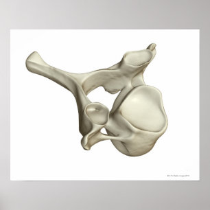 Cererical Vertebra Poster