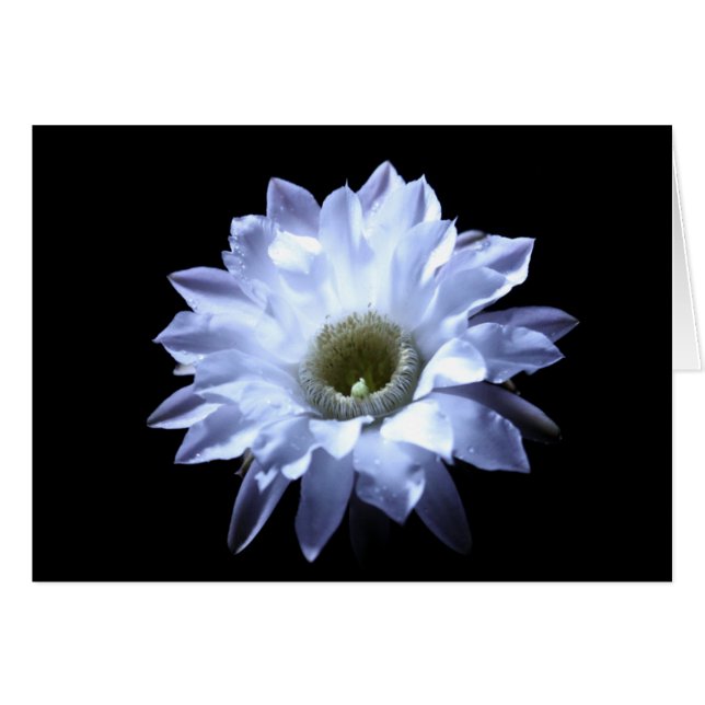 Cereus Cactus Blossom (Voorkant Horizontaal)