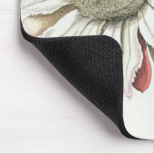 Cereus Erectus Altissimus Syrinamensis uit 'Phyth' Muismat (Hoek)