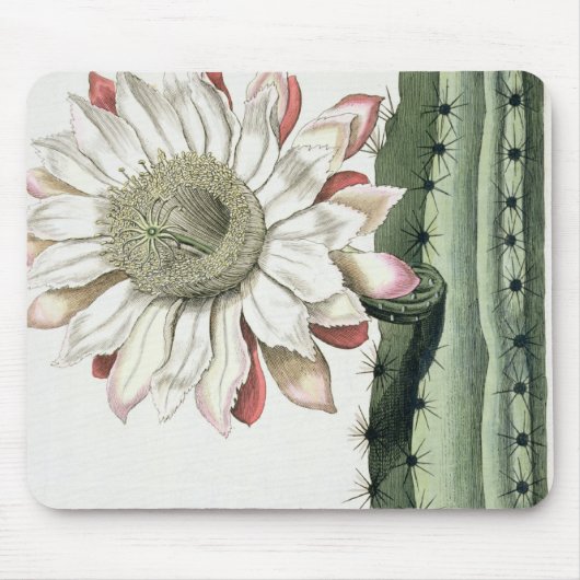 Cereus Erectus Altissimus Syrinamensis uit 'Phyth' Muismat (Voorkant)