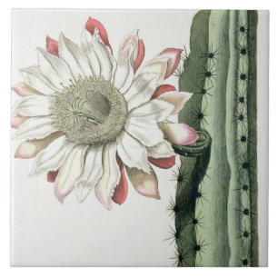 Cereus Erectus Altissimus Syrinamensis uit 'Phyth' Tegeltje