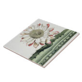 Cereus Erectus Altissimus Syrinamensis uit 'Phyth' Tegeltje (Zijkant)