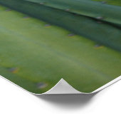 Cereus Fringe Poster (Hoek)