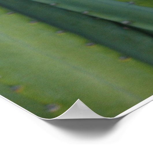 Cereus Fringe Poster (Hoek)