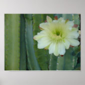 Cereus Fringe Poster (Voorkant)