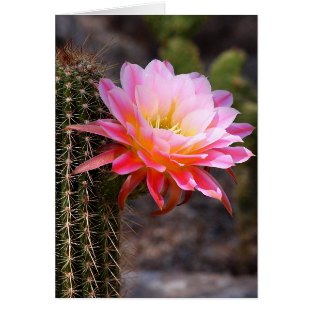 Cereus in roze cactus bloom (Voorkant)