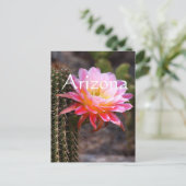 Cereus in roze cactus bloom, Arizona Briefkaart (Staand voorkant)