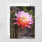 Cereus in roze cactus bloom, Arizona Briefkaart (Voorkant / Achterkant)