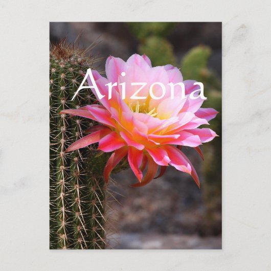 Cereus in roze cactus bloom, Arizona Briefkaart (Voorkant)