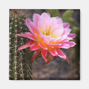 Cereus in roze cactus bloom magneet