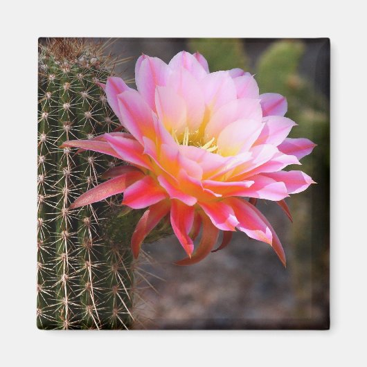 Cereus in roze cactus bloom magneet (Voorkant)