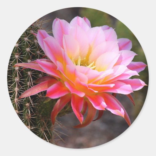Cereus in roze cactus bloom ronde sticker (Voorkant)